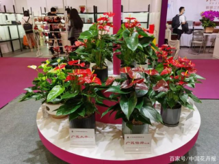 广州国际花卉园艺及盆景展览会