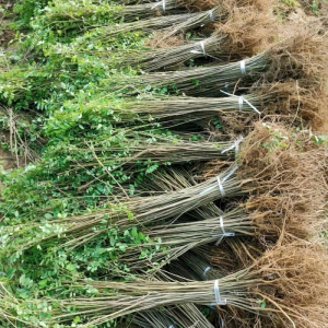 川姐种植绿化苗木紫穗槐 常年供货小苗 规格齐全