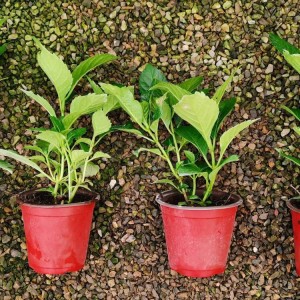 大海蓝绣球花幼苗 绿植盆栽八仙花 家庭阳台花卉 斗南明美花卉种苗