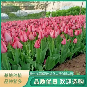 郁金香供应 株型美观 盆栽观赏花卉 绿地丛植点缀