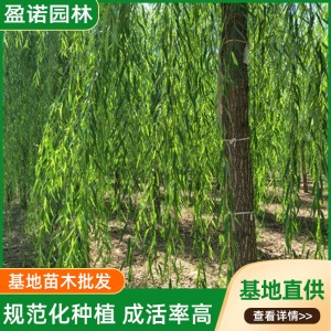 苗木基地批发垂柳小树苗园林绿化旱柳种植金丝柳馒头工程绿化柳树