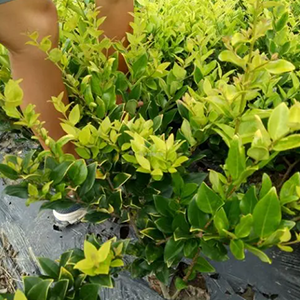 求购金森女贞