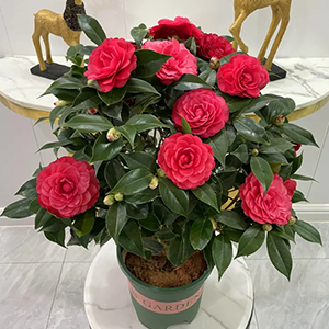 求购茶花、香妃、赤丹